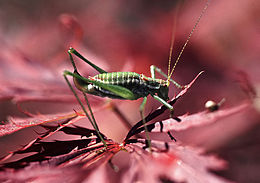 Közönséges virágszöcske (Leptophyes albovittata)