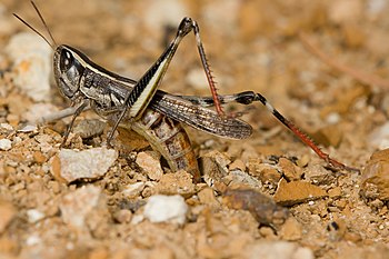 Common Macrotona