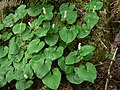 Maianthemum dilatatum