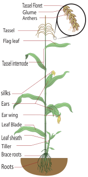 Parts of a maize plant