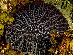 Mycetophyllia alliciae