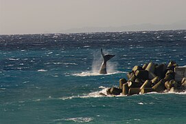 North Pacific Right Whale, Niijima, March 2, 2011 by Aramusha F.jpg