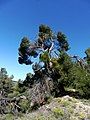 A Vallbona de les Monges (Urgell - Catalunya)