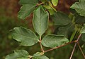 Leaf closeup