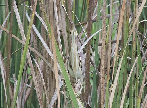 Yellow bittern at West Bali National Park. Photograph: Win.ther story or Arif Rudiyanto