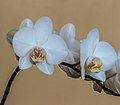 Phalaenopsis orchidee. Bloeiende kamerplant.