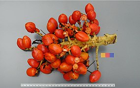 Pupunha (Bactris gasipaes) 12.jpg