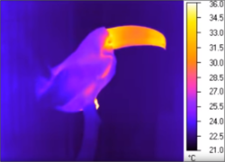 Termografía infrarroja del pico del tucán.
