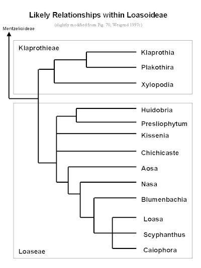 Relações filogenéticas da subfamília Loasoideae