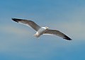 Image 26Ring-billed gull in flight over Red Hook, Brooklyn