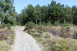 Rucphense Heide