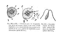 Selaginella: microspore met microprothallium (v=vegetatieve cel), antheridium (p, c=antheridiumwand) en spermatozoïden (a).