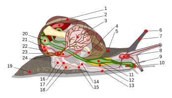 Anatomie d'un escargot. (cliquer sur l'image pour avoir accès à la légende) (image vectorielle)