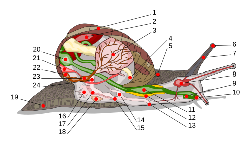 Schematic Diagram of Garden Snail Anatomy