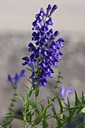 Scutellaria baicalensis kz05.jpg