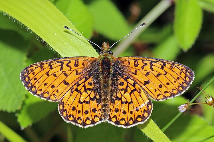 Перламутровка селена (Boloria selene)