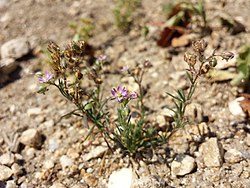 Punasolmukki (Spergularia rubra)