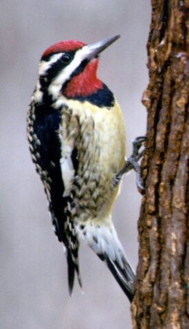 Mahlatikka (Sphyrapicus varius)