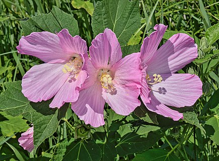 Swamp rose-mallow.jpg