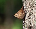 Image 99Winter wren in Prospect Park