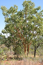 Eucalyptus salubris