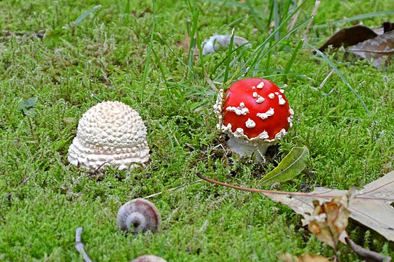 2 young amanita muscaria