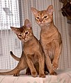 Abyssinian male cats: Gustav de 'Quiomme and his father Cedarwood's Sethos