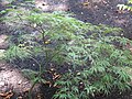 Acer palmatum 'Garnest'