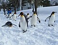 群れで歩くキングペンギン