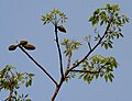 जयंती ,जलपैगुडी जिल्हा पश्चिम बंगाल, भारत येथील वृक्षाची नवीन पाने व फळे.