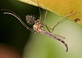Chironomus plumosus, un «mosquit» de la família Chironomidae.