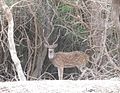 Chital Spotted Deer