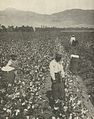 Picking cotton in the southern United States of America, early 20th century