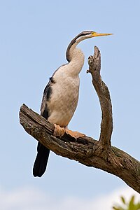 Australasian darter, by Fir0002