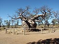 Adansonia gregorii di Australia