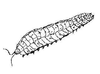 Arthropleura