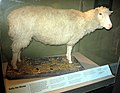 Image 99Dolly the sheep is the first mammal to be cloned from an adult somatic cell. (from 1990s)