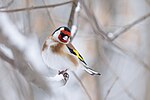 Thumbnail for File:European goldfinch in winter 2.jpg