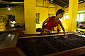 Gathered tea crops processing. Bogawantalawa Valley. Sri Lanka