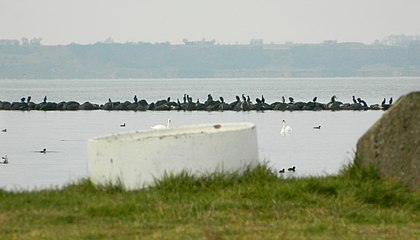 The Cormorant colony breeding at Gråen are stationary birds in Scania, here some of them are resting just outside Landskrona Harbour in January. The island Ven is seen in the background.