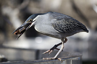 Green-backed heron, L'Oceanogràfic