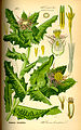 Centaurea benedicta (as syn. Cnicus benedictus) plate 593 in: Otto Wilhelm Thomé: Flora von Deutschland, Österreich u.d. Schweiz, Gera (1885)