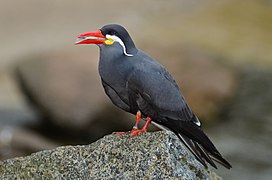 Larosterna inca (Inca Tern - Inkaseeschwalbe) Weltvogelpark Walsrode 2012-015