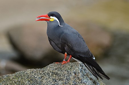 Inca tern, by Fiorellino