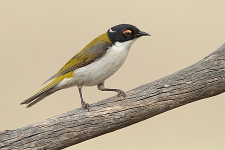 White-naped honeyeater, by JJ Harrison