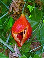 Fruit, splitting open