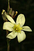 Moraea fragrans