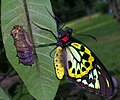 پرنده‌بال کیرن، Ornithoptera priamus.