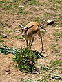 Persian goitered Gazelle