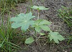 Thumbnail for File:Ricinus communis kz07.jpg